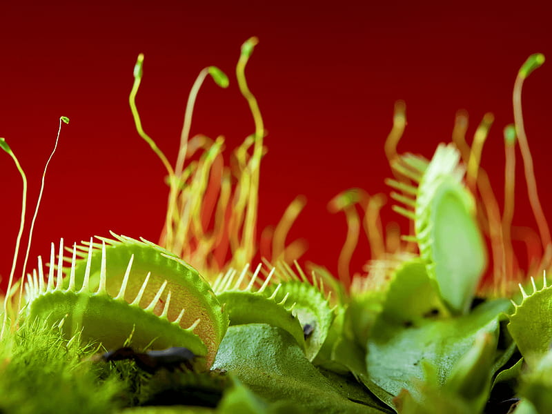 Insectivorous Plant, Carnivorous Plant, HD wallpaper