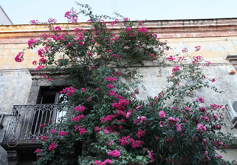 bouganvilea, architecture, house, balcony, flowers, HD wallpaper