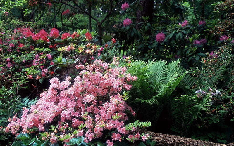 Azaleas and Rhododendrons, HD wallpaper