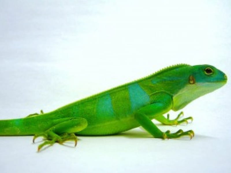 Spotted Iguana, green spotted, iguana, lizard, reptile, HD wallpaper