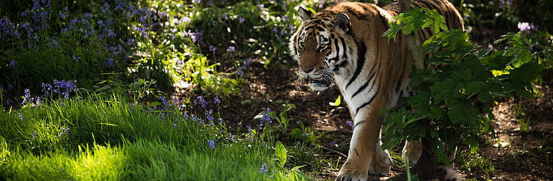 Wild Tiger Animal Ultra, Animals, Wild, Nature, Tiger, Animal, HD wallpaper