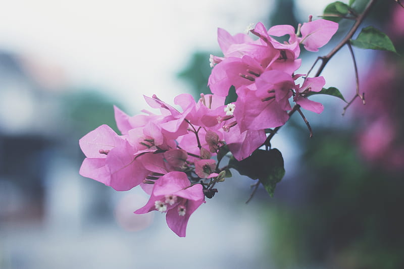 pink bougainvillea flowers, HD wallpaper