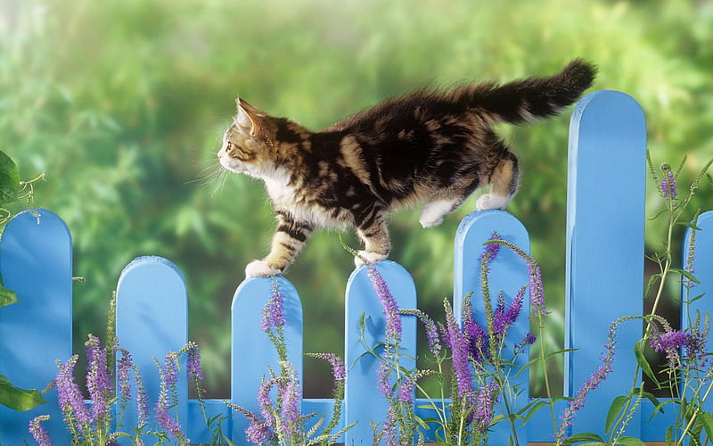 kittens counterweight-fun cat, HD wallpaper