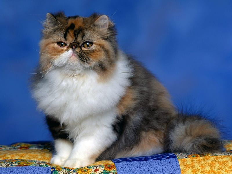 A CHUBBY PLUMP GROUCHY CAT, fuzzy, grumpy, grouchy, fluffy, HD wallpaper