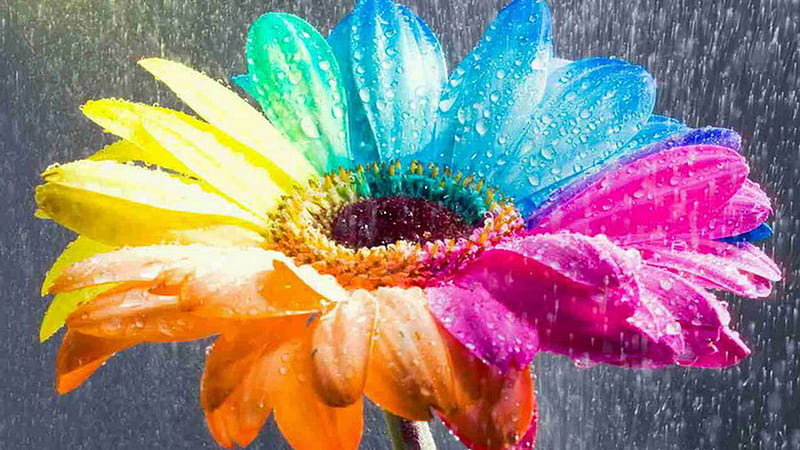 Colorful Sunflower During Raining Flowers, HD wallpaper | Peakpx