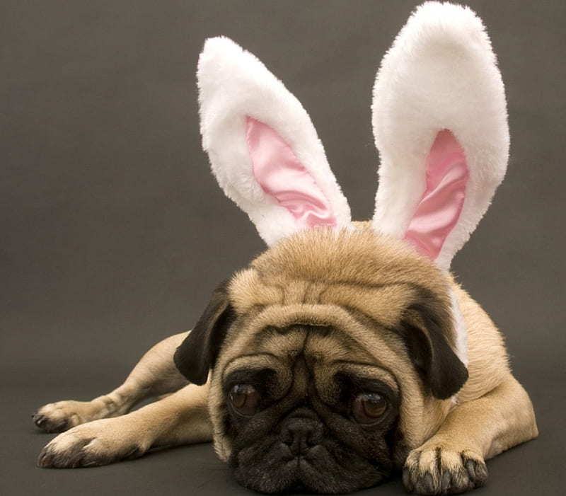 Easter dog, pretty, lovely, playful dog, playful, bonito, sweet, dog face, cute, puppies, bubbles, face, animals, dogs, puppy, HD wallpaper