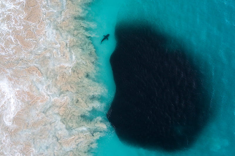 Aerial VIew Of Shark Inside Deep Sea, HD wallpaper