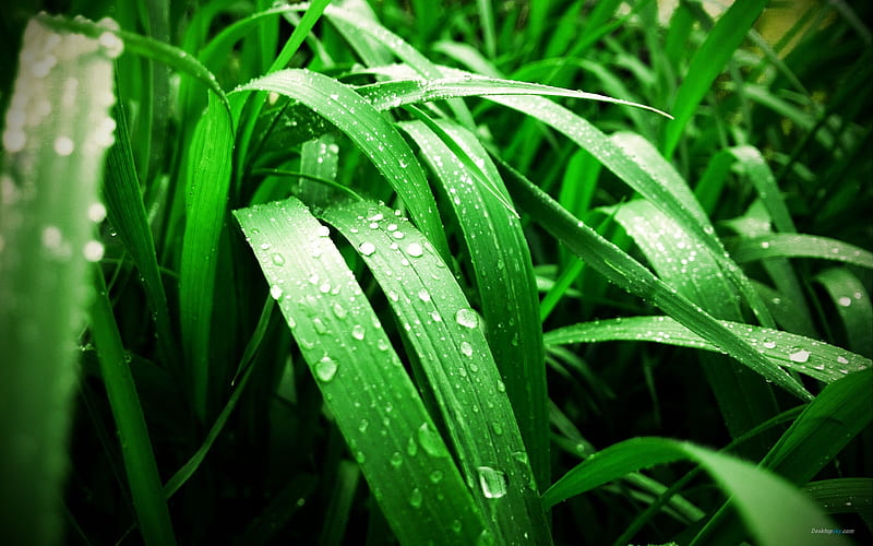 Green Grass-Plant dew, HD wallpaper