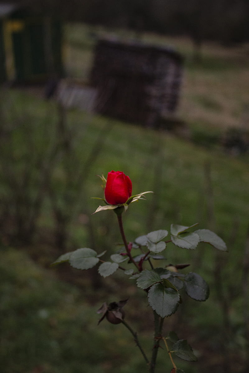red rose in tilt shift lens, HD phone wallpaper