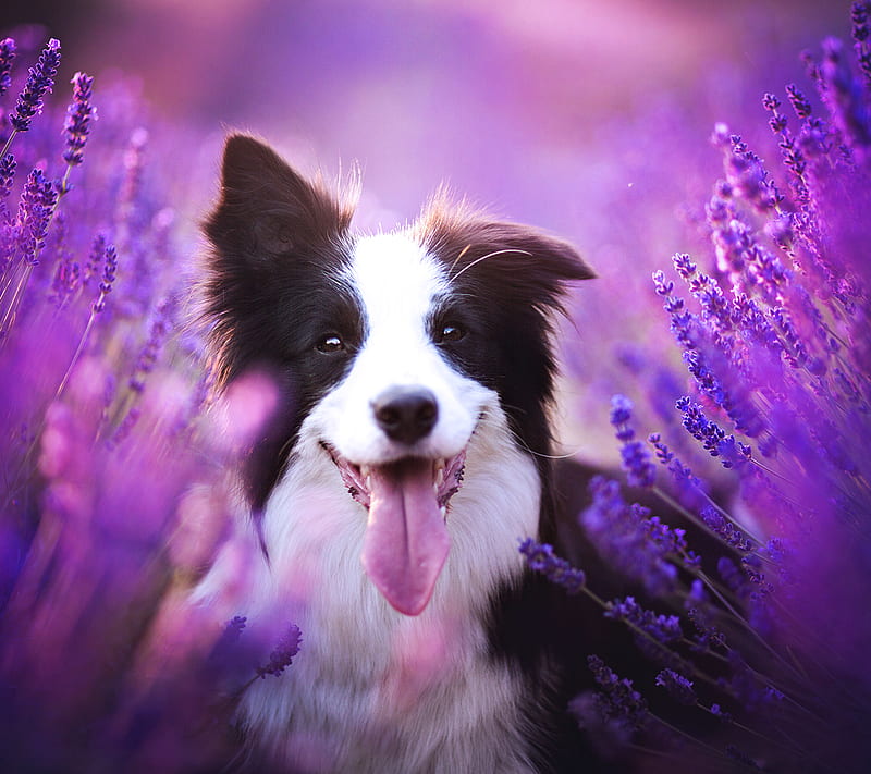 Dog, border collie, flowers, happy, purple, HD wallpaper