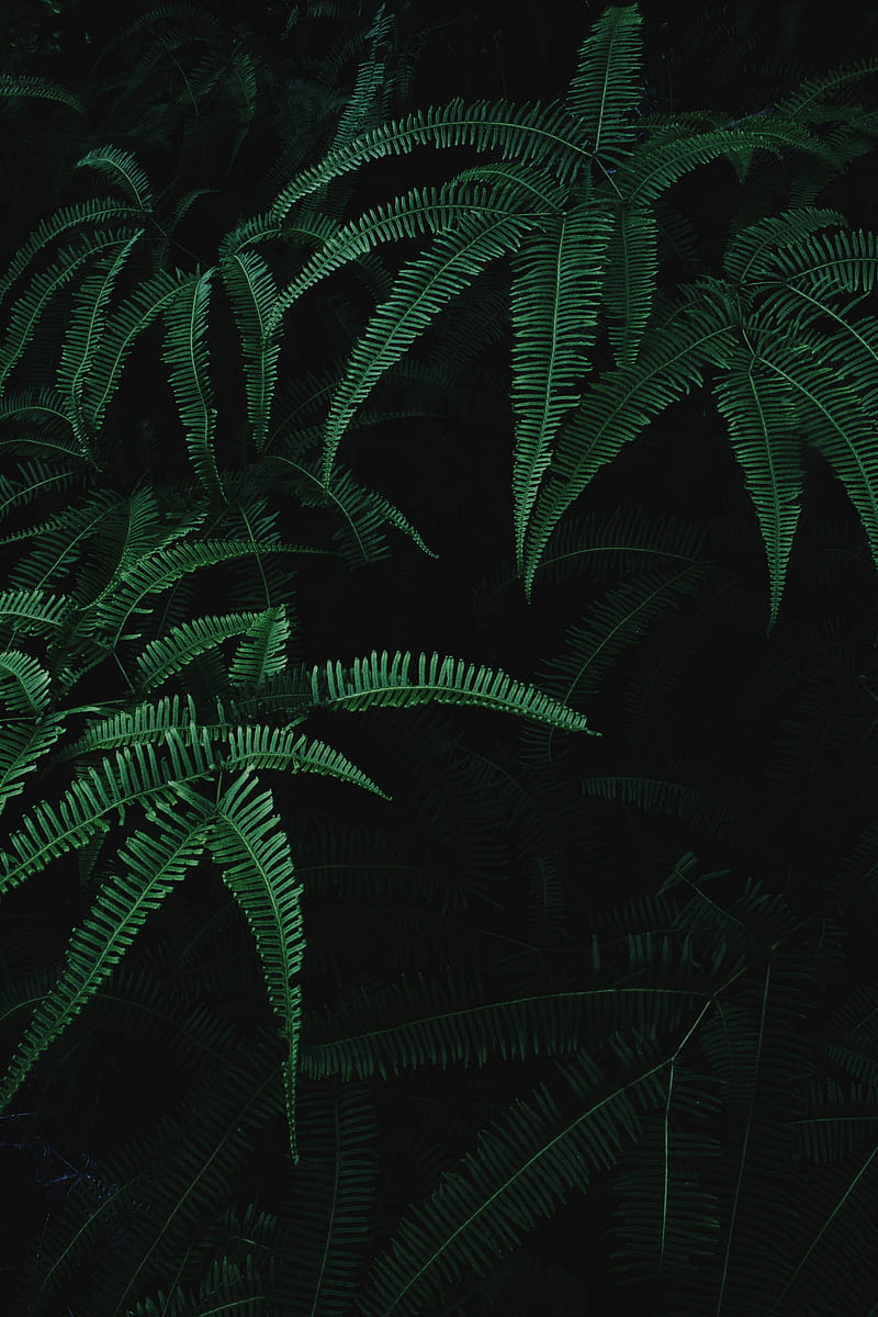 leaves, branches, fern, plant, HD phone wallpaper