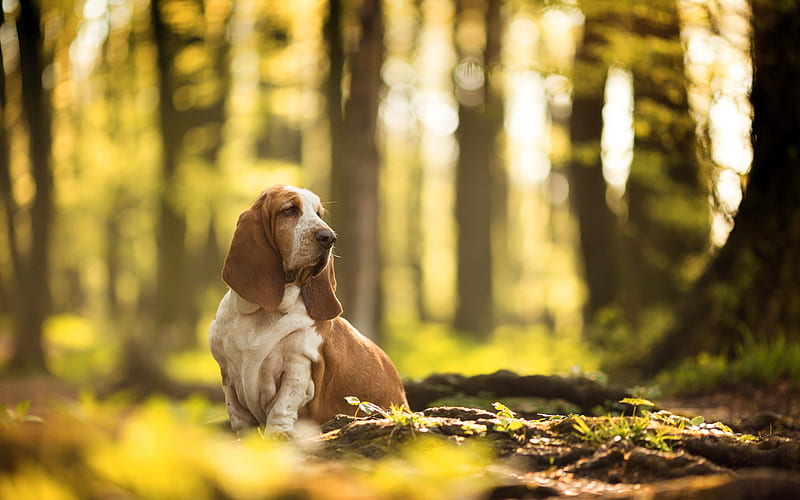basset hound, brownish white dog, autumn, park, yellow leaves, dog, HD wallpaper