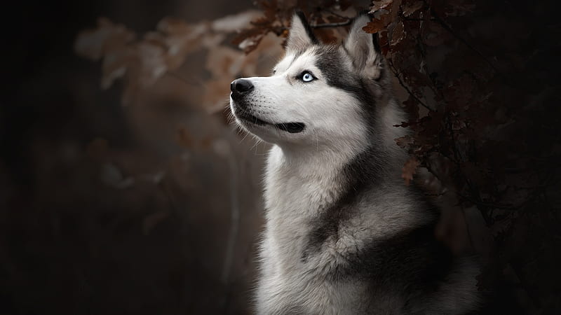 Siberian Husky Dog Breed Resolution , , Background, and, Funny Husky, HD wallpaper