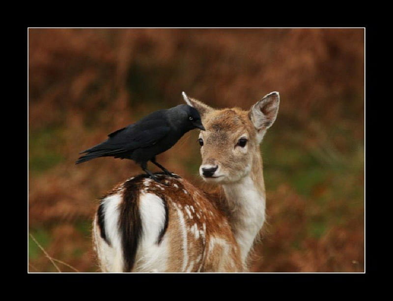 Bird Hitching a Ride, doe, bird, ride, crow, animals, deer, HD wallpaper