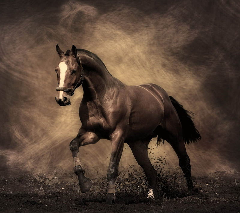 horse, draft horse, art, war horse, horses, animal, running, fast, HD wallpaper
