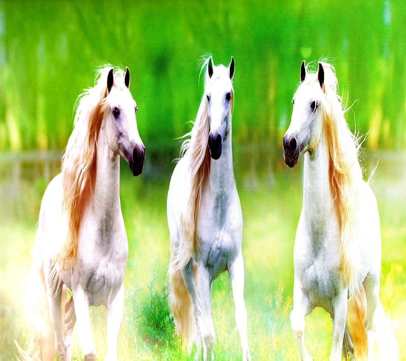 Wild Horses, animals, field, mare, new, nice, stallions, white, HD wallpaper