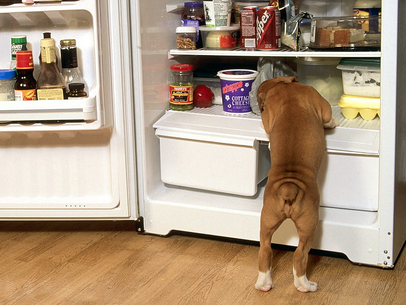 Boxer Pup Raiding the Fridge, boxer, full, pup, refrigerator, fridge, HD wallpaper