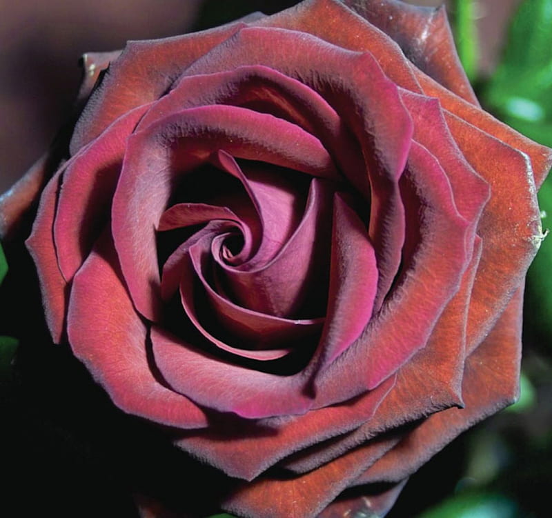 Burgundy Rose, rose, close-up, flowers, nature, petals, burgundy, HD wallpaper