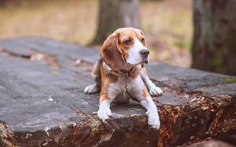 Beagle, brown dog forest, small dog, pets, HD wallpaper