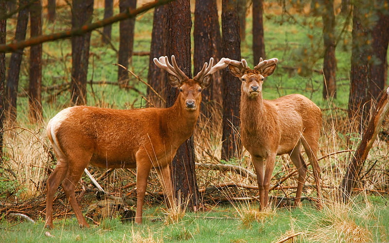 red deer stags-wild animal, HD wallpaper