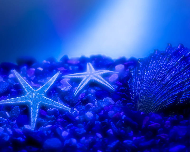 Submarine Stars, submarine, stars, shell, bed, sea, blue, HD wallpaper