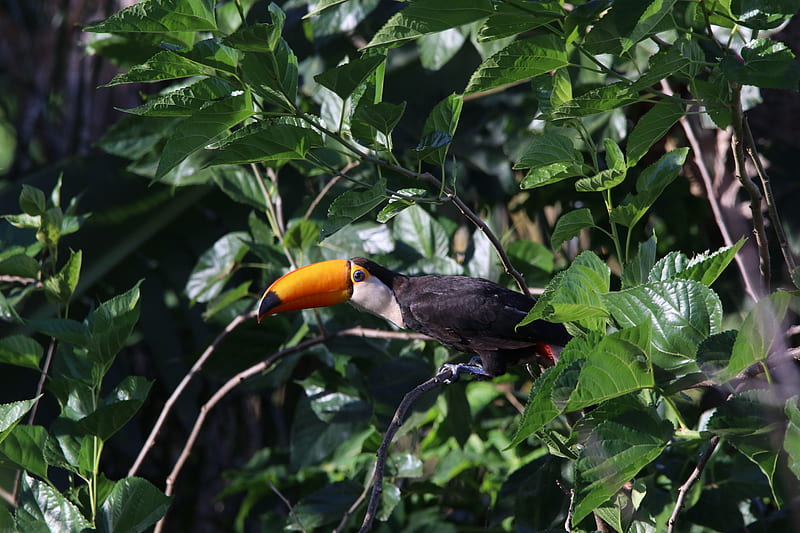 black and orange long-beck bird on green leafed plant, HD wallpaper