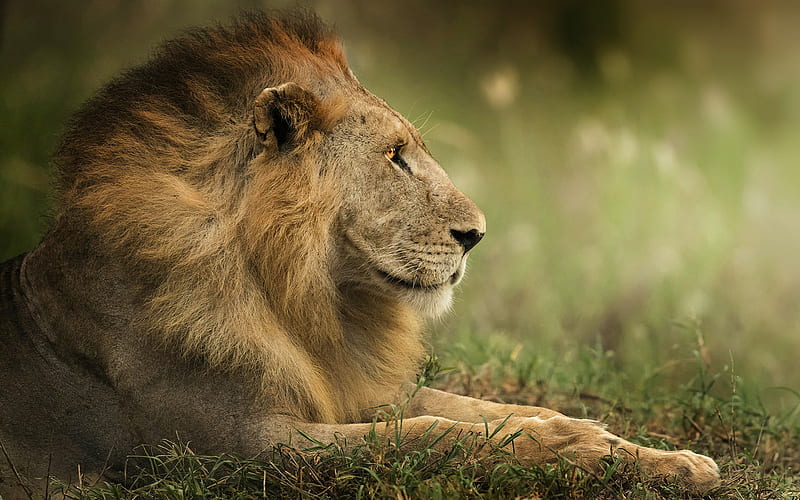lion, king of beasts, wildlife, predators, HD wallpaper
