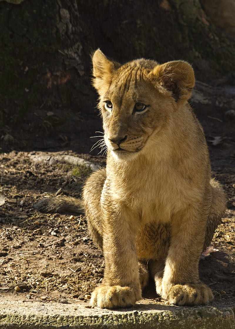 lion cub, lion, animal, predator, wildlife, HD phone wallpaper