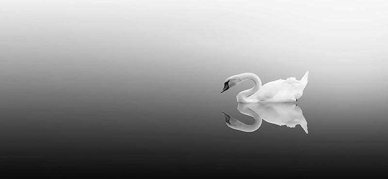 Swan white wallpapers: Swan White Wallpapers sẽ khiến bạn say đắm bởi vẻ đẹp tuyệt vời của loài chim thiêng liêng này. Được chụp và tạo thành các hình nền độ phân giải cao, bạn sẽ không thể rời mắt khỏi chúng. Hãy truy cập ngay để tải xuống cho điện thoại hoặc máy tính của bạn.