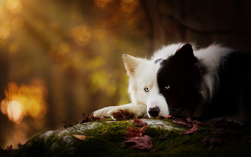 Border Collie, black and white dog, beautiful dog, cute fluffy dogs, pets, dogs, HD wallpaper