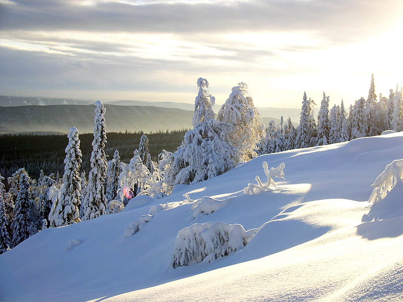Siberian Winter, snow, russia, siberia, winter, HD wallpaper