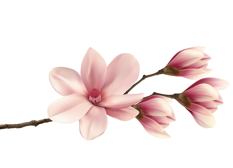 Magnolia, flower, spring, pink, white, HD wallpaper