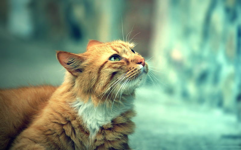 retro cat-Cute pet cat, HD wallpaper retro cat-Cute pet cat, HD wallpaper