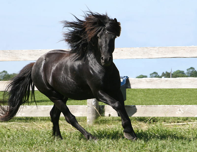 Bovenlander, stallions, friesland, frisian, black, animals, horses, HD wallpaper