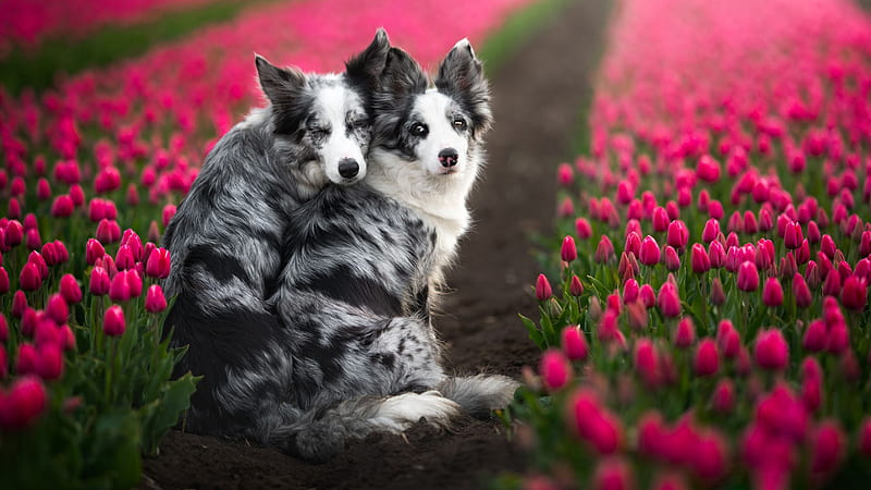 Black White Border Collie Dogs Are Sitting Between Pink Tulip Flowers Field Dog, HD wallpaper