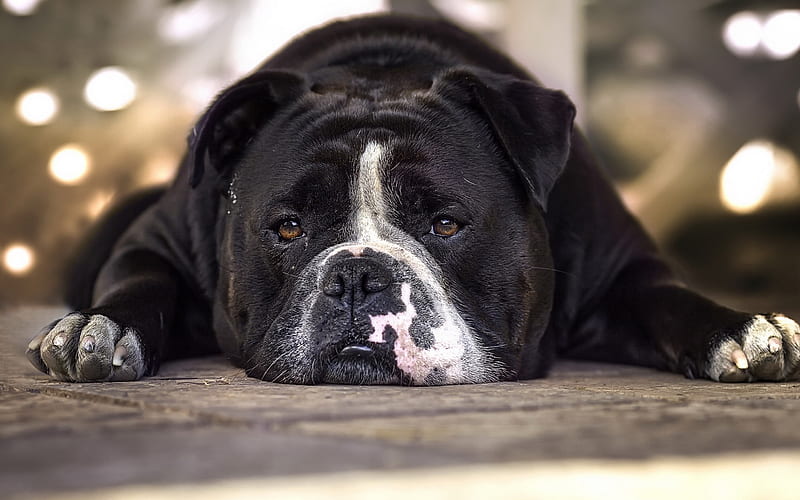 black english bulldog, big dog, funny dogs, lazy dog, pets, HD wallpaper
