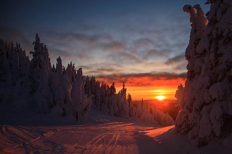 forest, sunset, winter, landscape, slope, snowy, HD wallpaper