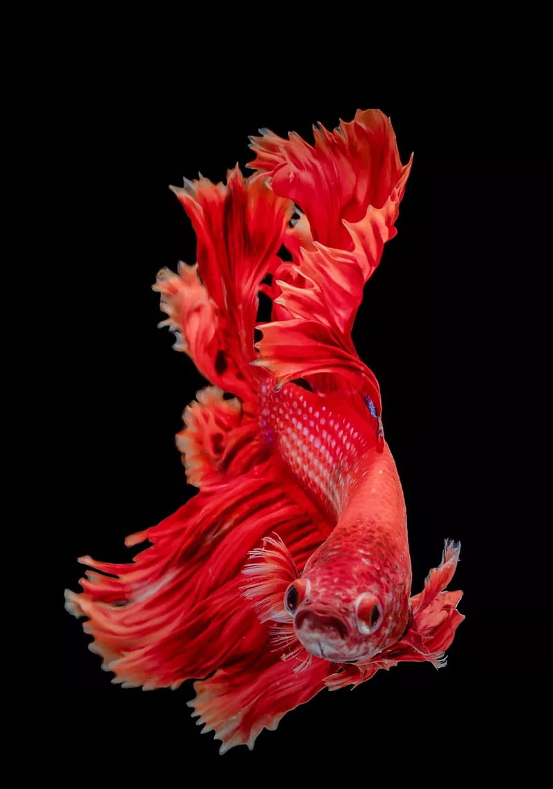 red fish, fish, saga, HD phone wallpaper