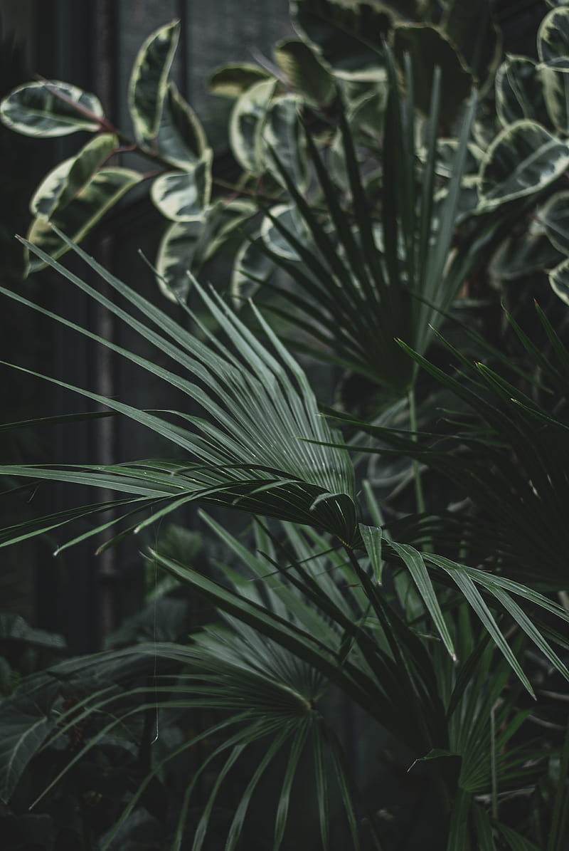 serenoa, palm, plant, leaves, green, HD phone wallpaper