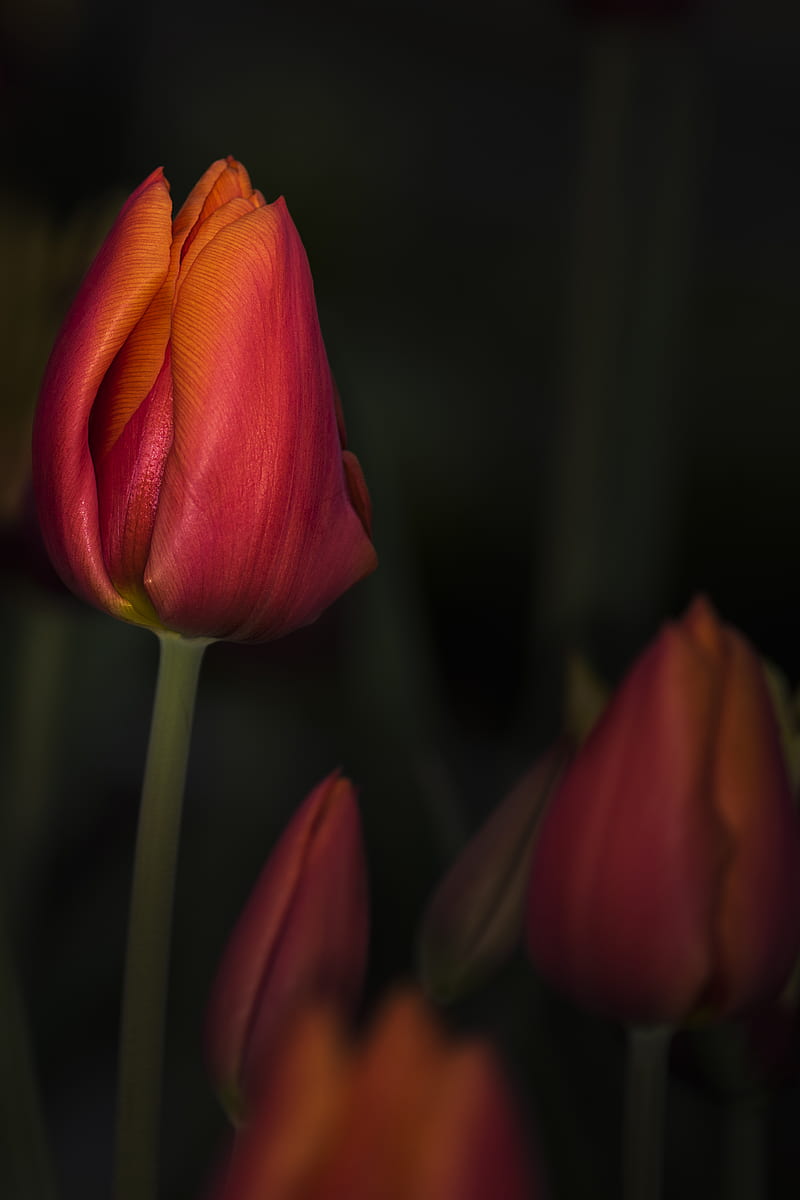 tulip, red, flower, bud, closeup, HD phone wallpaper