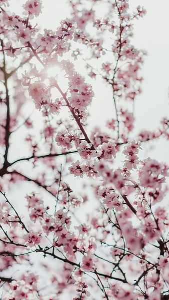 Peach blossom tree - Linzhi - Tibet, termeszet, tavaszi, volgy, barack ...