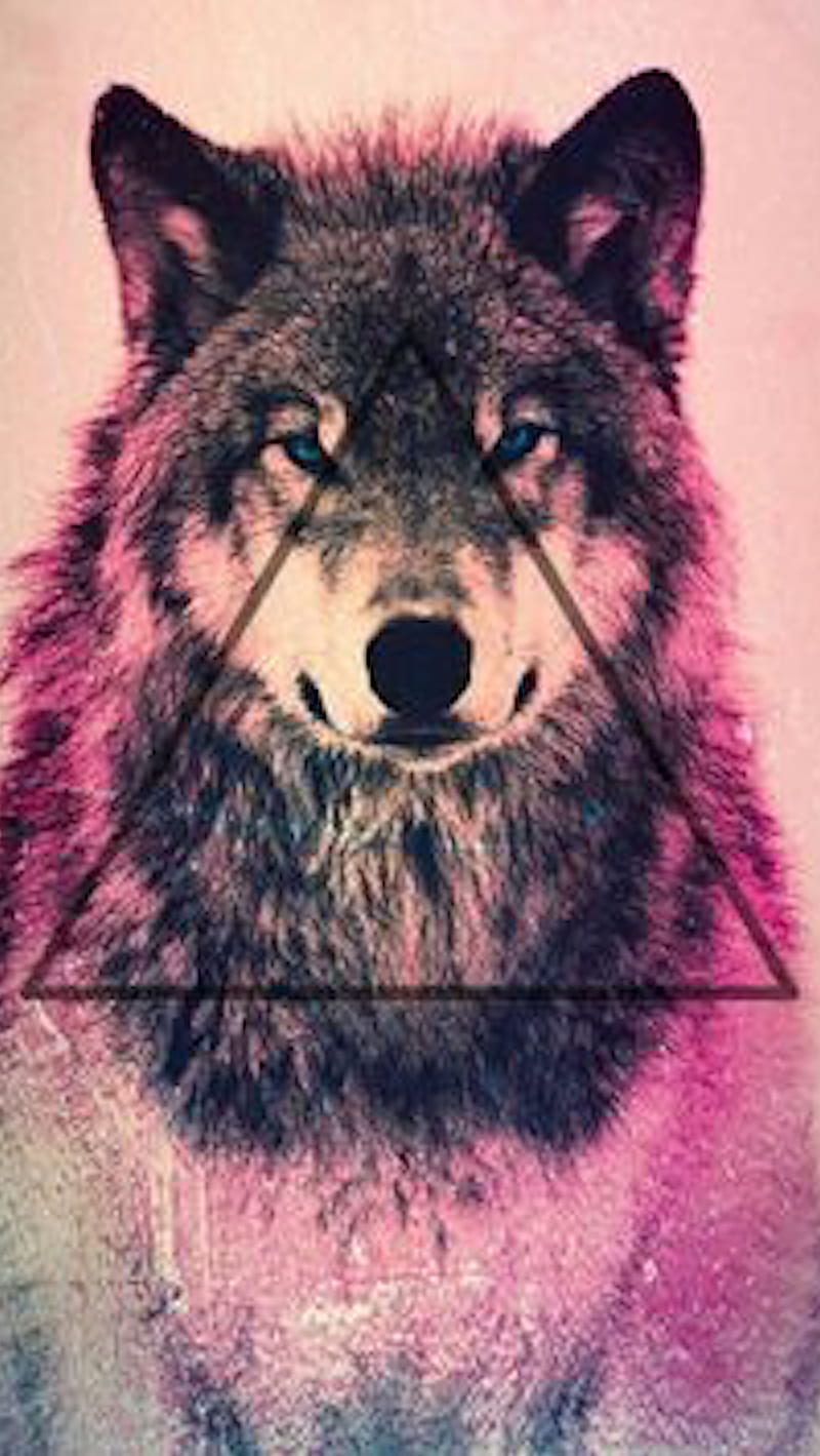 Wolf, mn, nj, HD phone wallpaper