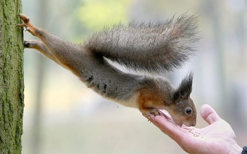 Handtame Squirrel, nuts, forest, climbing, rodent, HD wallpaper
