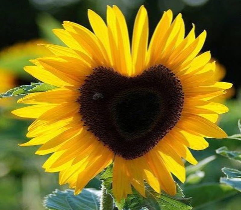 Sunflower Heart, Yellow, Brown, Flowers, Sunset, HD wallpaper