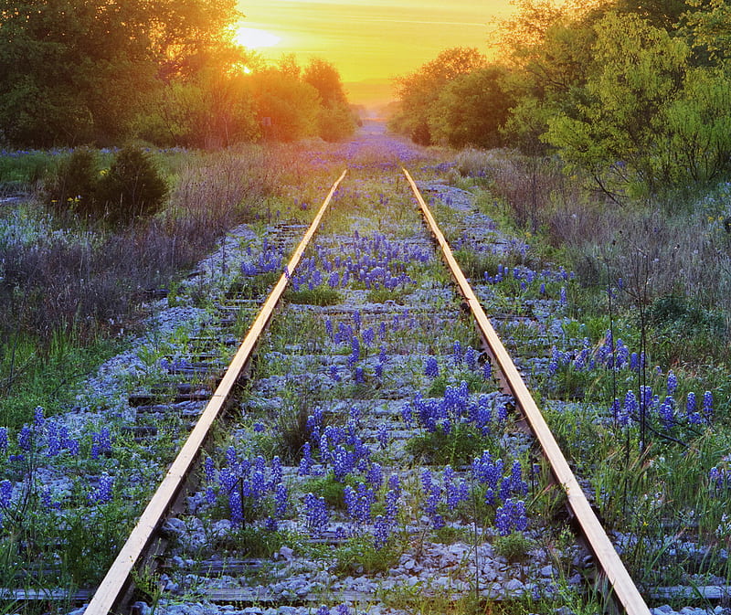 Blue Bonnets, nature, HD wallpaper | Peakpx