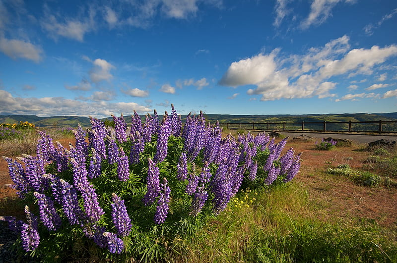 PURPLE LUPINES, flowers, like, purple, lupine, HD wallpaper | Peakpx