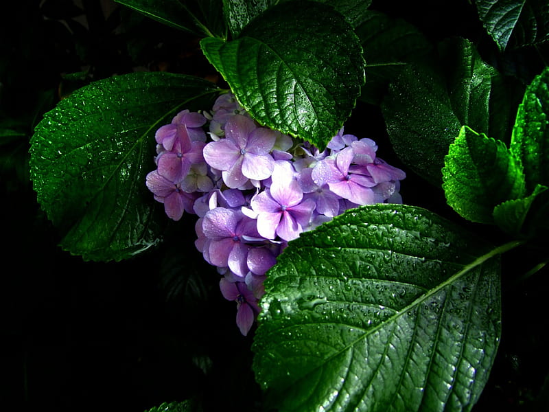HIDDEN BEAUTY, flower, purple, green, leaf, HD wallpaper