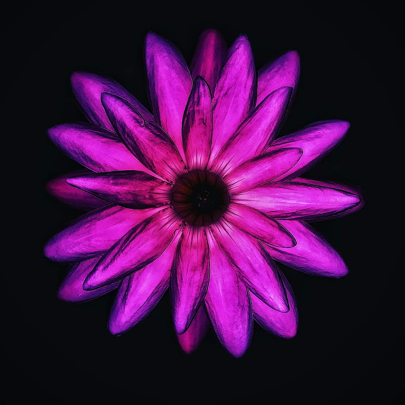 Lotus Flower, apple, daisy, dark, red, samsung, HD phone wallpaper