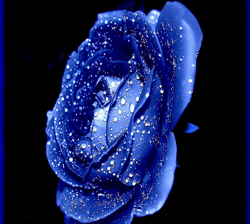 Blue roses, HD wallpaper | Peakpx
