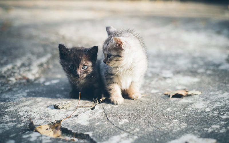 Kittens, cute animals, black kitten, white kitten, cats, HD wallpaper